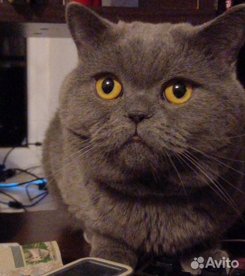 Шотландский кот