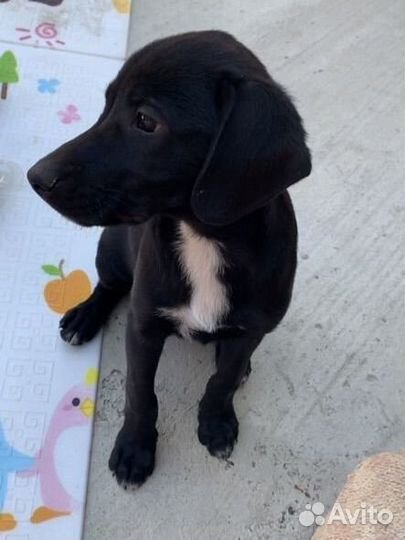 Метис лабрадора в добрые руки