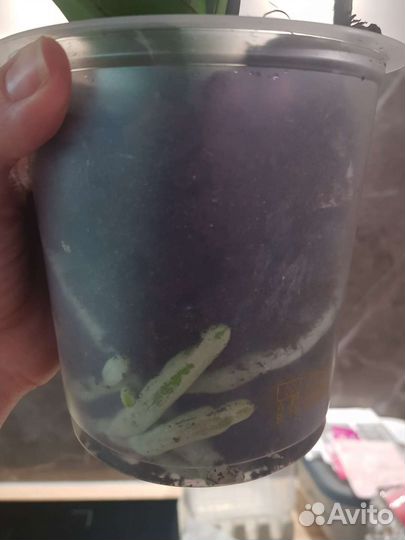 Орхидея фаленопсис