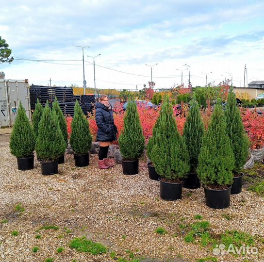 Ель канадская Коника