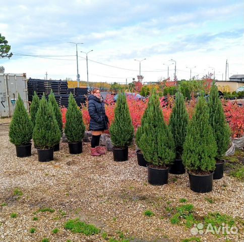 Ель канадская Коника