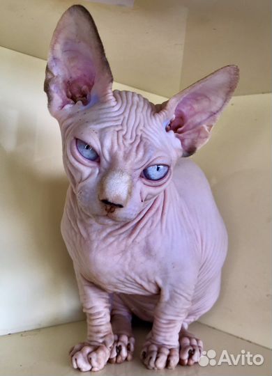 Канадский сфинкс минисфинкс бамбино девочка