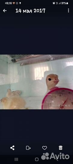 Бруддер для цыплят