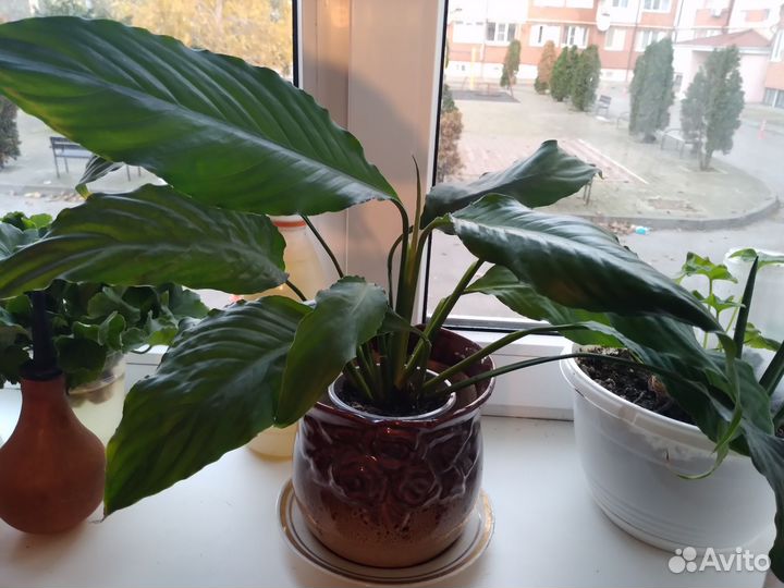 Антуриум 9 сортов х спатифилум