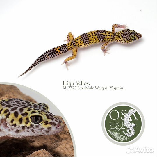 Эублефары Blood, Normal, BN и другие