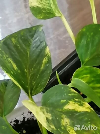 Комнатные растения разные