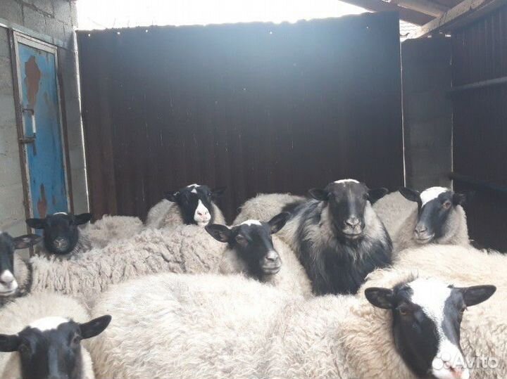 Романовские овцы