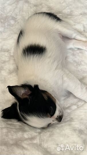 Щенки чихуахуа длинношерстные