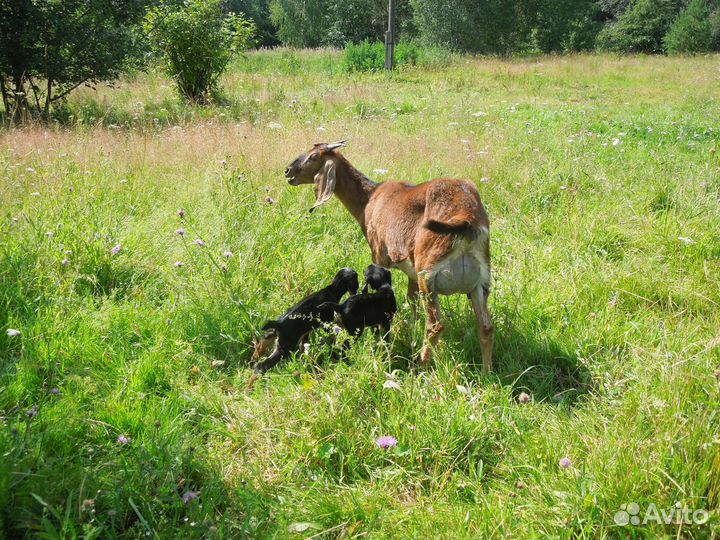 Англо нубийский козлик