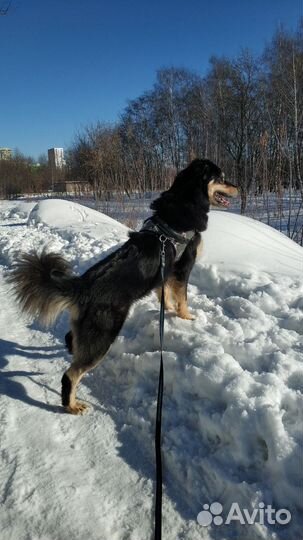 Пёс Алан ищет семью