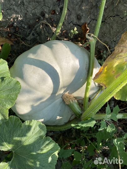 Тыква самсон