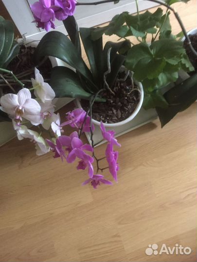 Орхидея