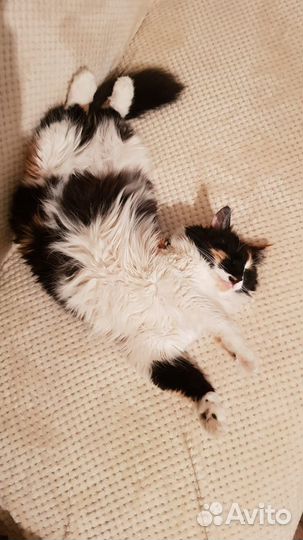 Кошечка с умным взглядом