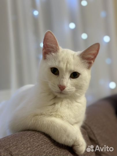 Котенок ищет дом