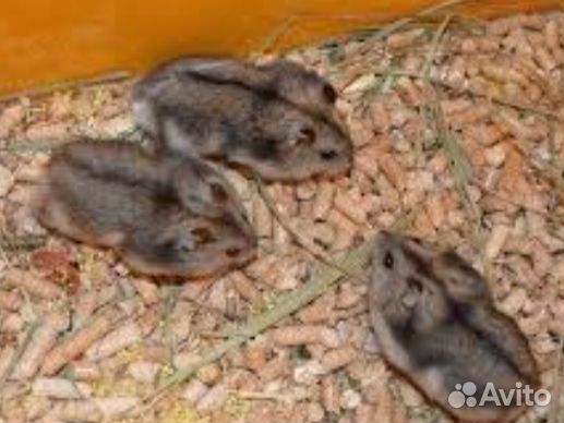 Домашние животные грызуны