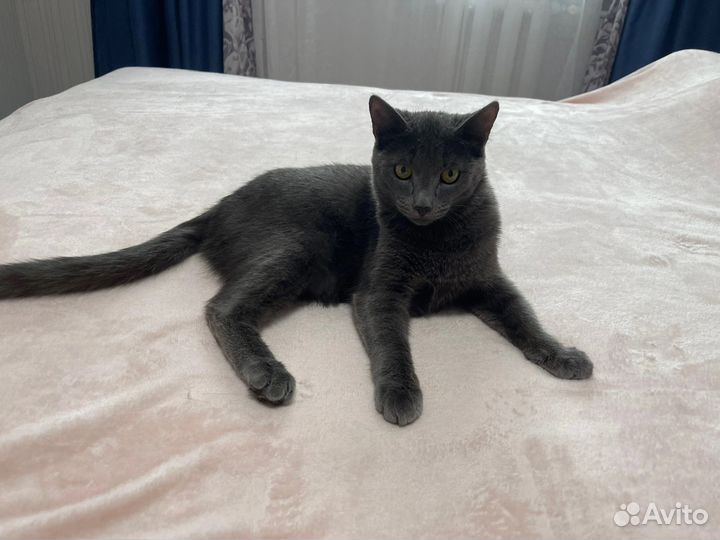 Котята ищут дом