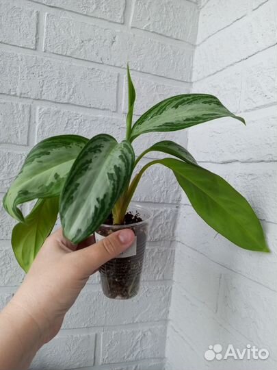 Аглаонема Сильвер Бэй