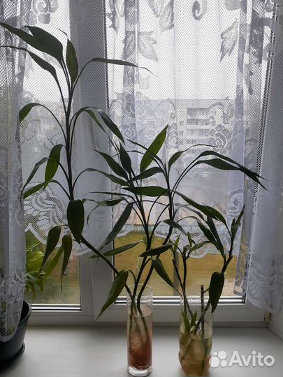 Драцена Сандера (бамбук)