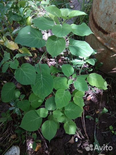 Гортензия саженцы