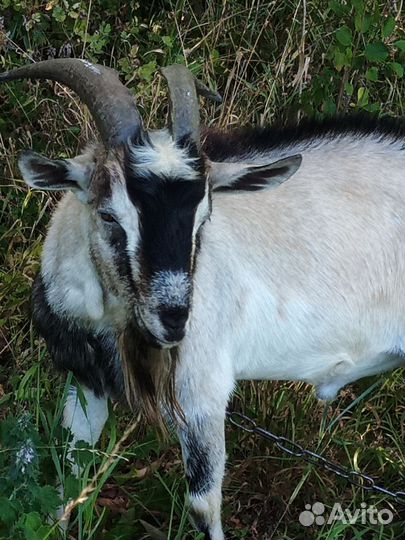 Козел на племя