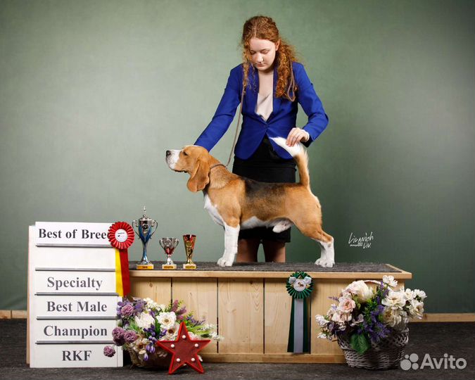 Бигль вязка