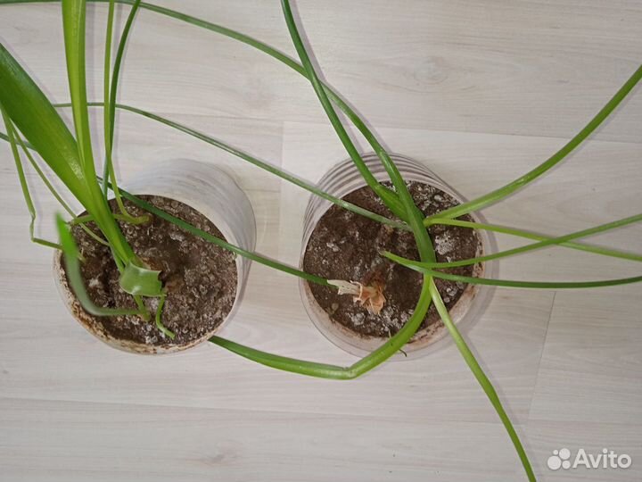 Индийский лук