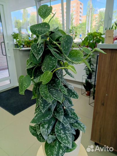 Сдинцапсус