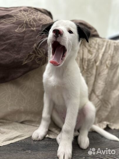 Щенок в добрые руки