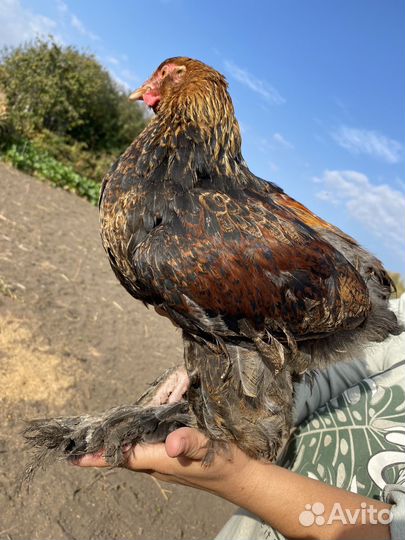 Молодые петухи пароды Брама и Лакендази