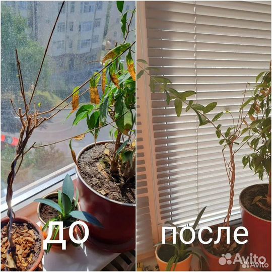 Хлорелла для растений, 1л