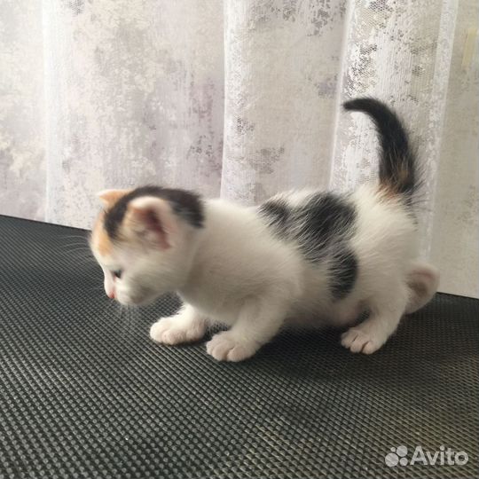 Котенок девочка в добрые руки
