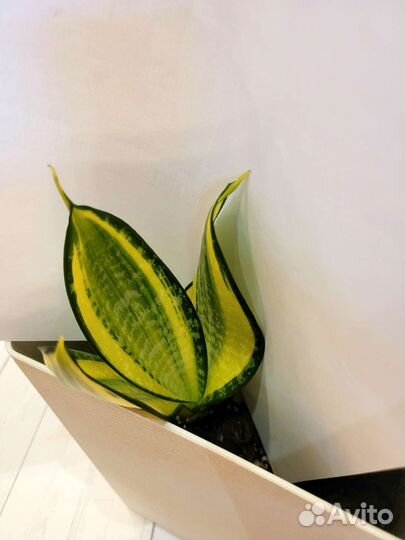 Сансевиерия