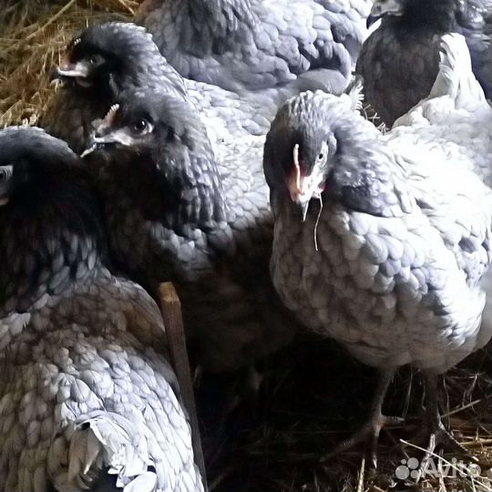 Куры молодки