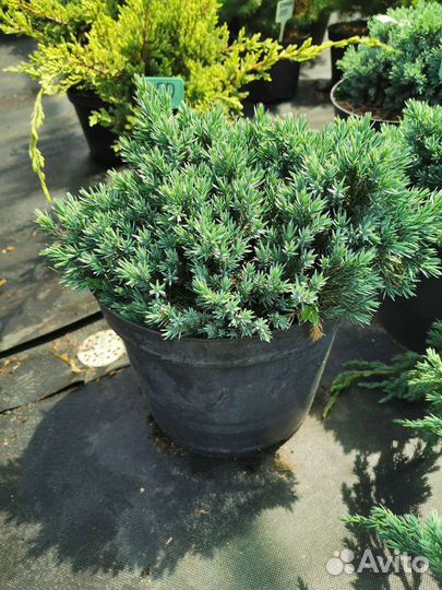 Саженцы хвойных и декоративно-лиственных растений