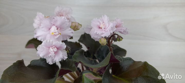 Фиалки цветущие