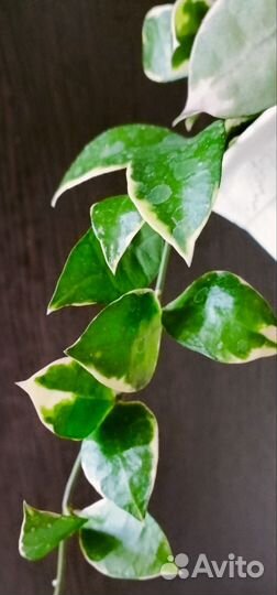 Хойя Верстеги и другие