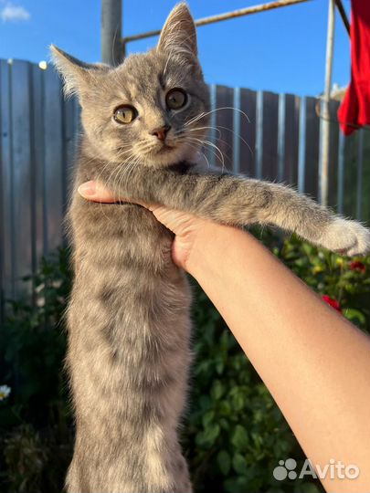 Кошка в дар бесплатно