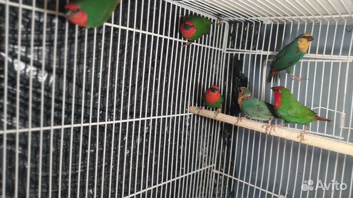 Попугайная амадина