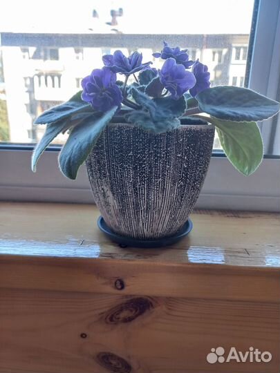 Фиалки в кашпо