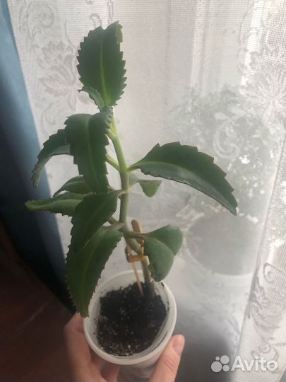 Каланхоэ Дегремона и Шлюмбергера буклей