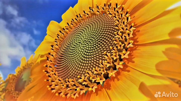 Семена гибриды подсолнечника. Скороспелый 87 элита