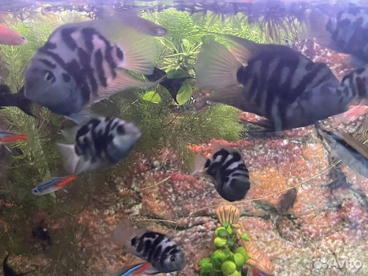 Рыбка сапфировый попугай