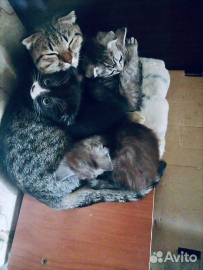 Домашние животные кошки