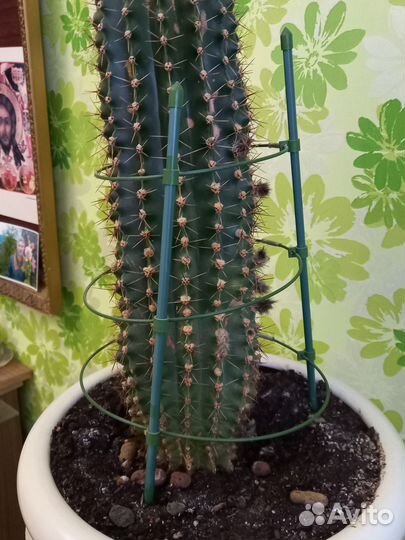 Кактус, очень большой, с красивым горшком