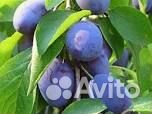 Саженцы слива