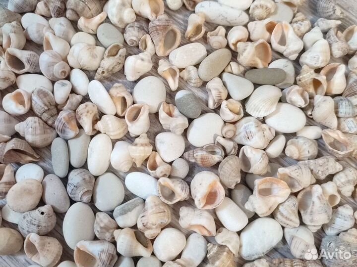 Морские ракушки раковины