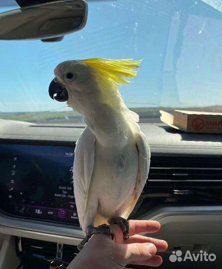 Попугай птенцы