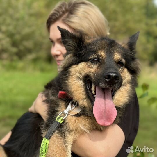 Домашнюю Гретту сдали в приют