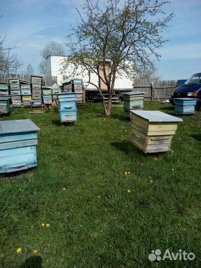 Пчелы, пасека