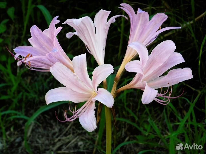 Ликорис чешуйчатый